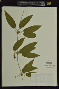 Bignonia capreolata image