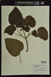 Catalpa speciosa image