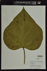 Catalpa speciosa image