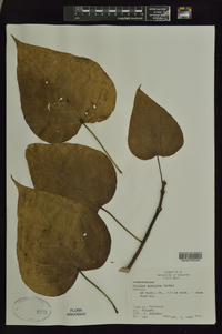 Catalpa speciosa image