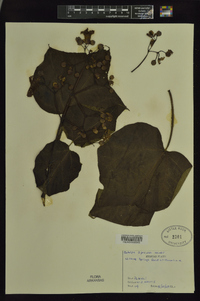 Catalpa speciosa image