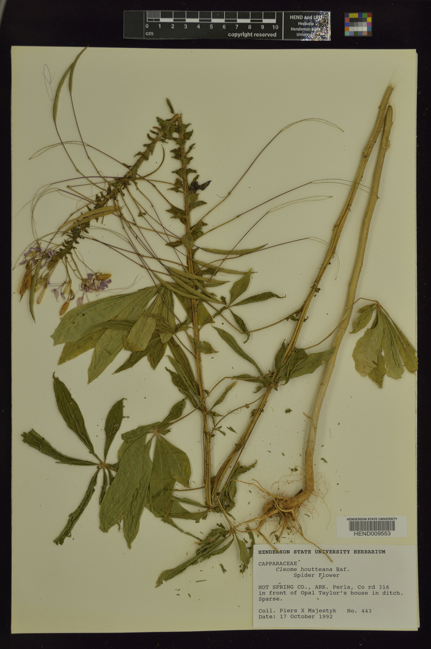 Cleome houtteana image