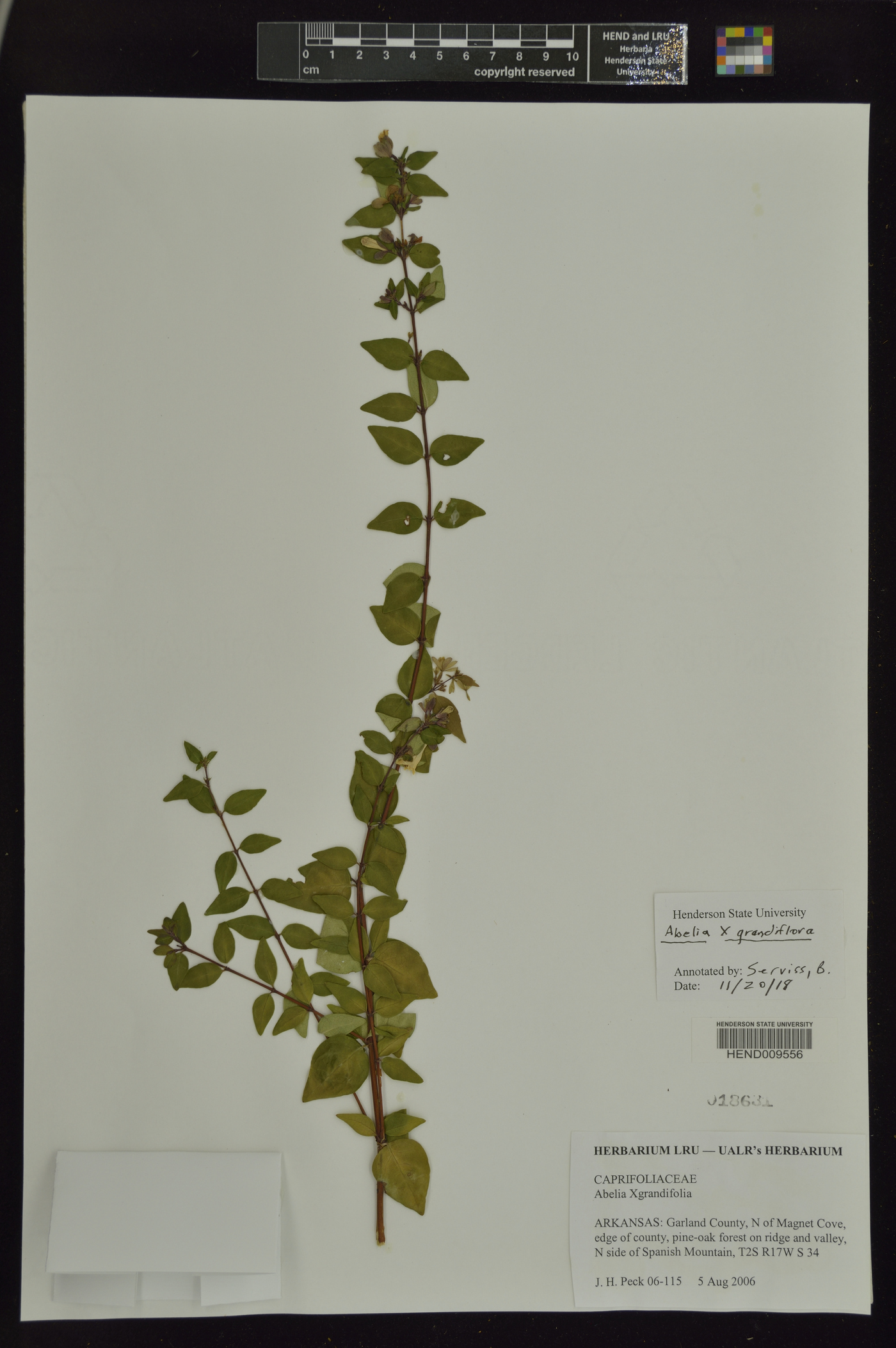 Abelia grandifolia image