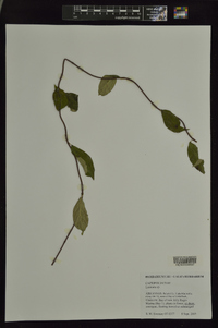 Lonicera dioica image