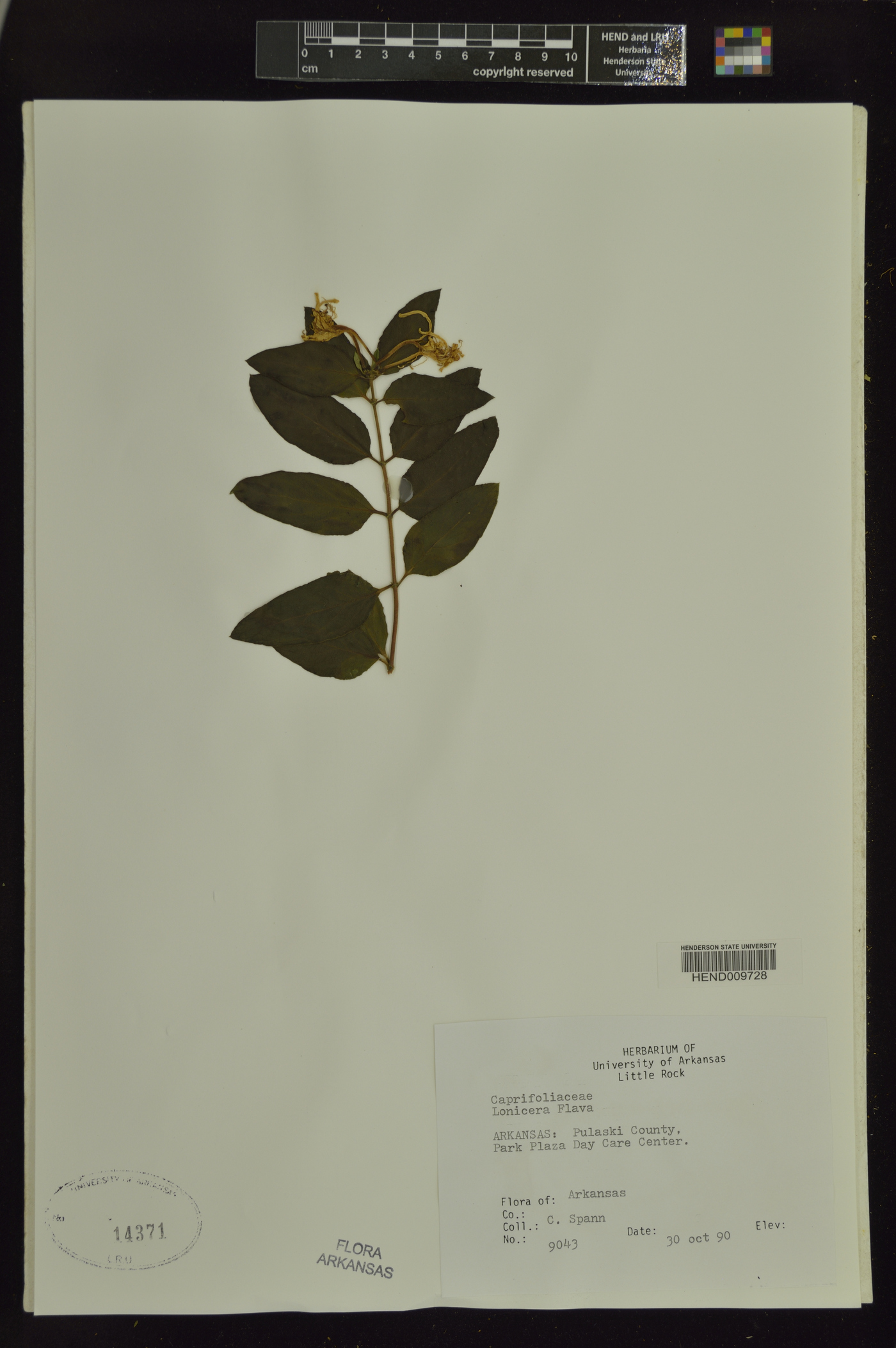 Lonicera flava image