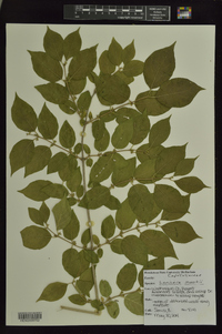 Lonicera maackii image