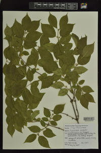 Lonicera maackii image