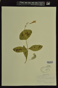 Lonicera flava image