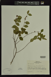 Symphoricarpos orbiculatus image