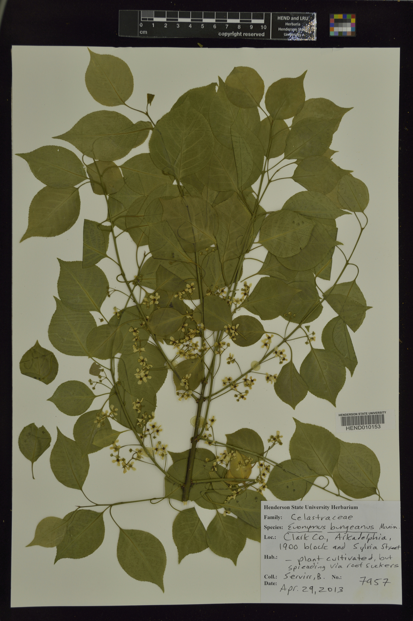 Euonymus bungeanus image