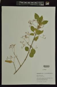 Euonymus kiautschovica image