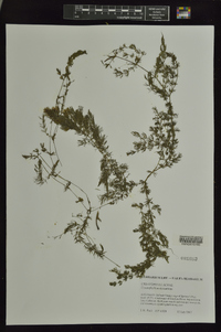 Ceratophyllum demersum image