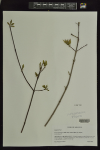 Cornus amomum subsp. obliqua image