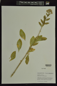 Hylotelephium erythrostictum image