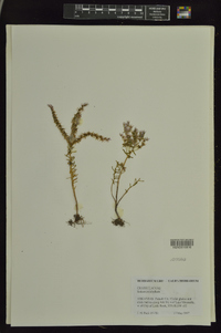 Sedum pulchellum image