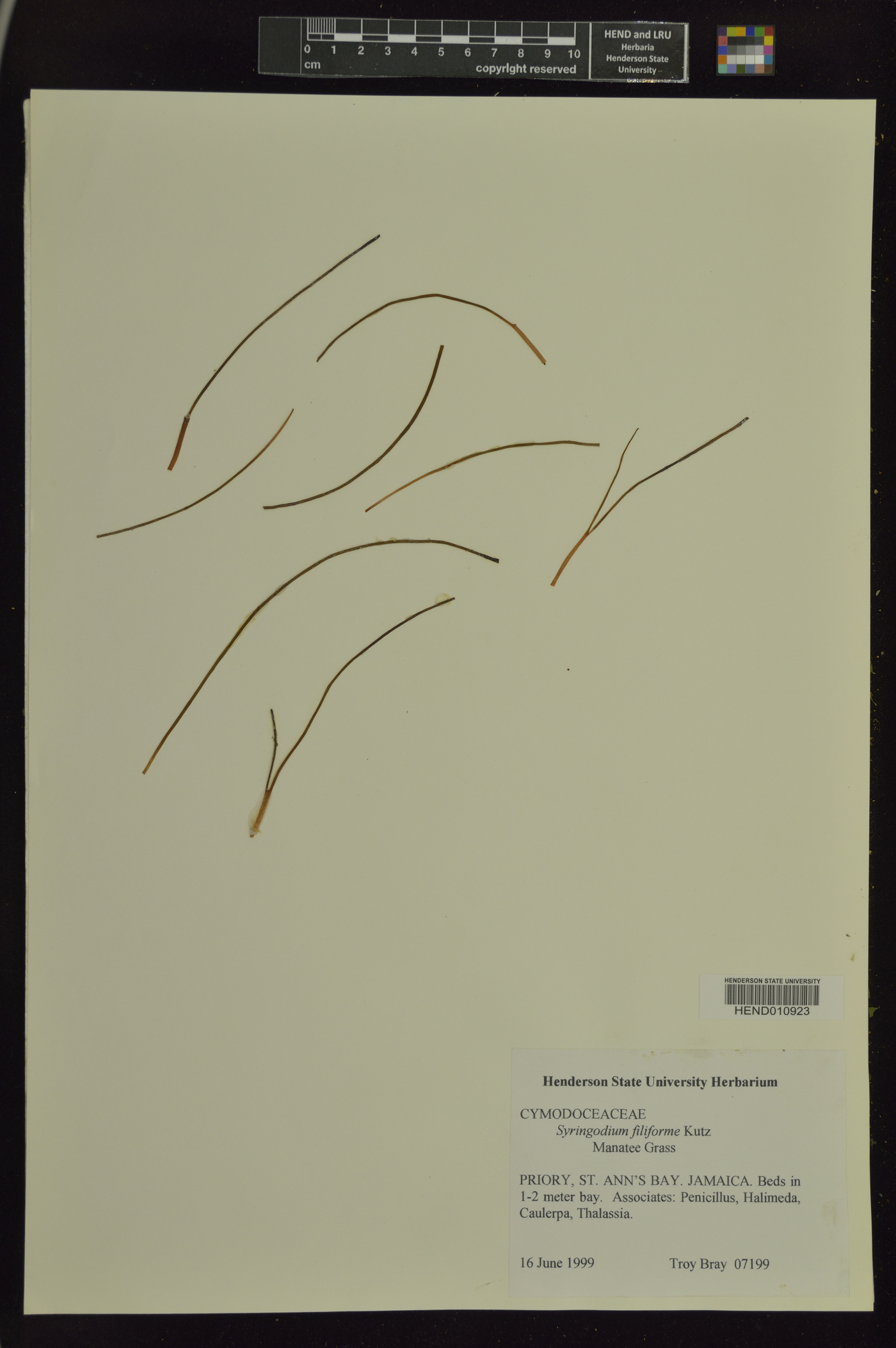 Syringodium image