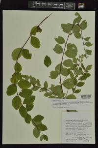 Symphoricarpos orbiculatus image