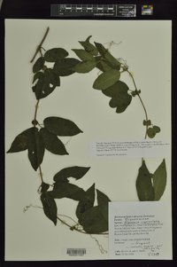 Bignonia capreolata image