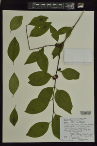 Ilex ambigua image