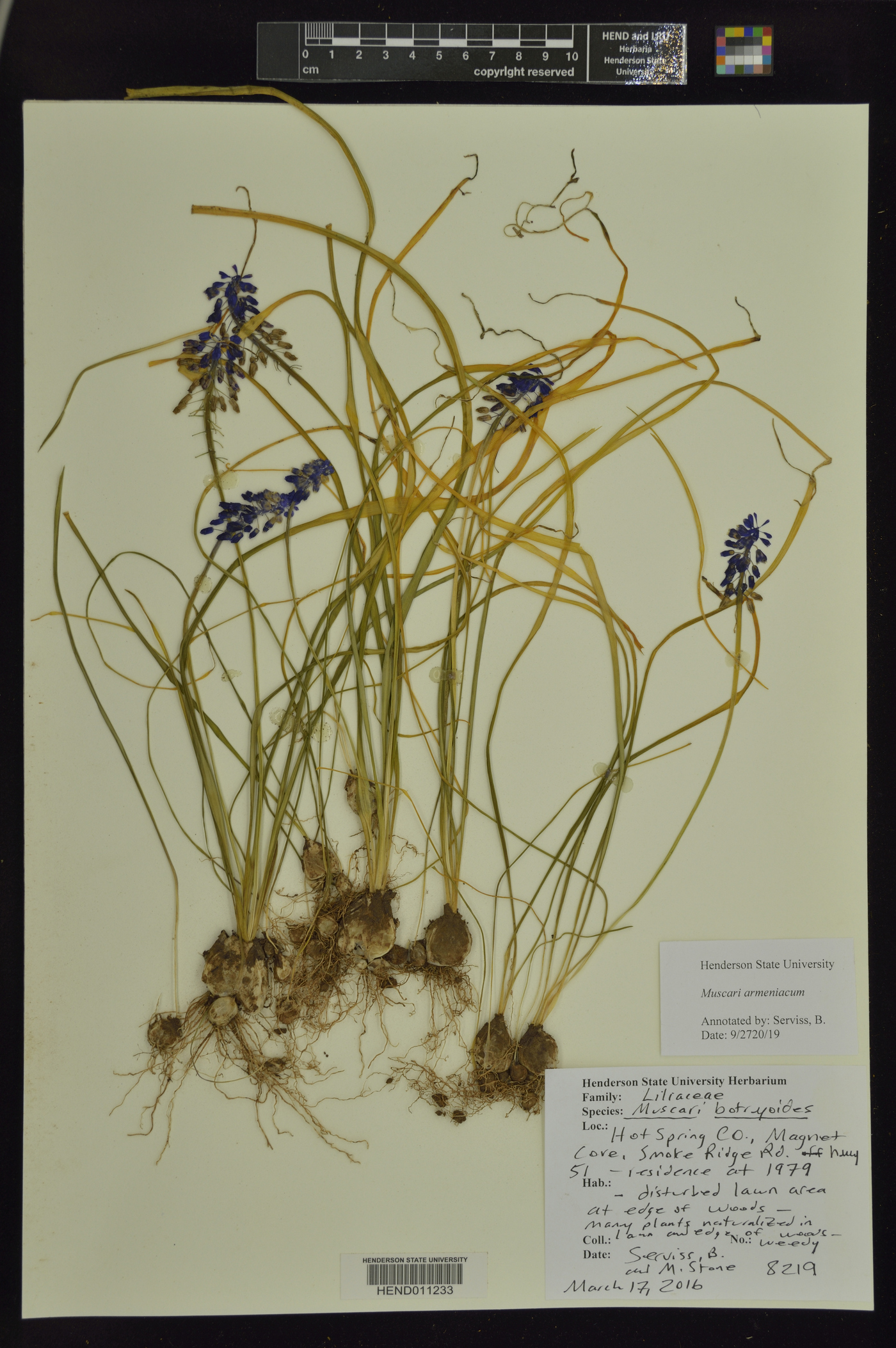 Muscari armeniacum image