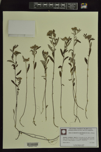 Crocanthemum corymbosum image