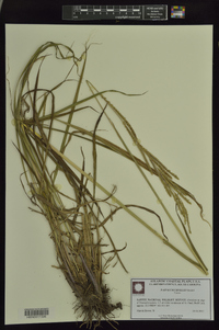 Paspalum urvillei image