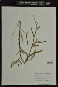 Aeschynomene indica image