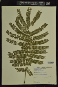 Albizia julibrissin image