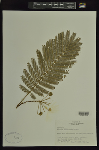 Albizia julibrissin image