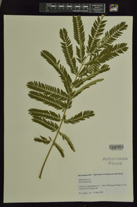 Albizia julibrissin image