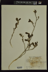 Hamamelis vernalis image