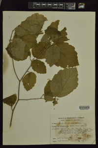 Hamamelis vernalis image