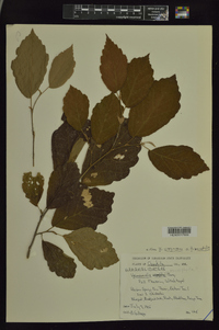 Hamamelis macrophylla image