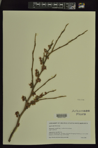 Hamamelis vernalis image