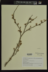 Hamamelis vernalis image