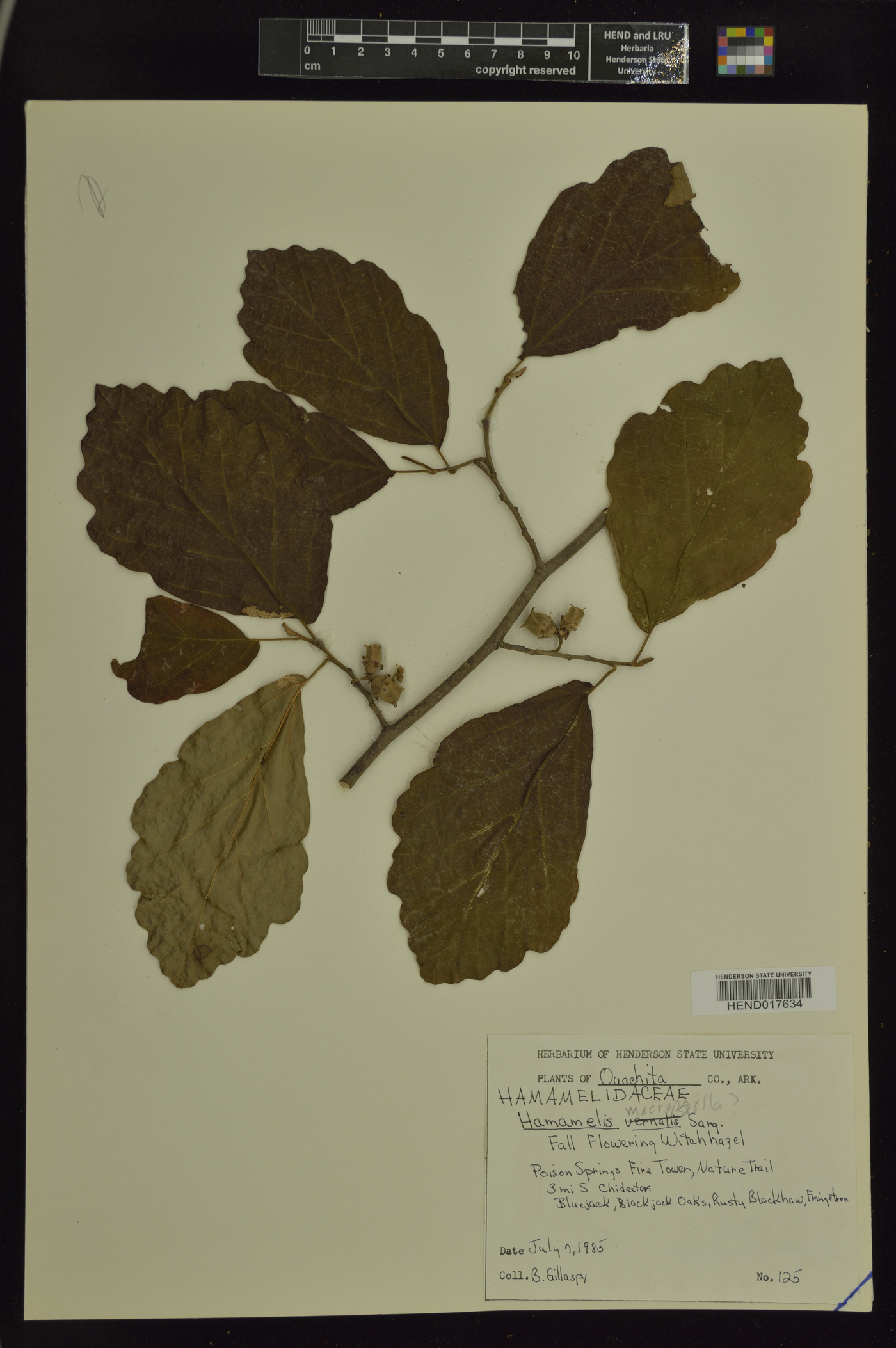 Hamamelis macrophylla image