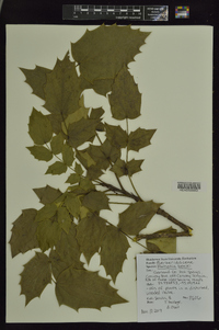 Mahonia bealei image