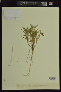 Astragalus lotiflorus image