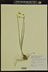 Narcissus jonquilla image