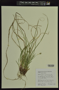 Carex nigromarginata image