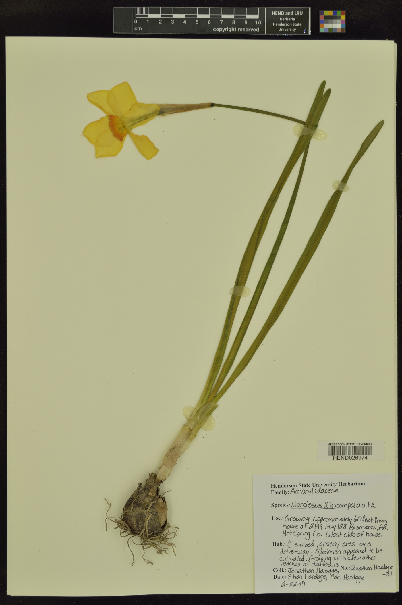 Narcissus × incomparabilis image