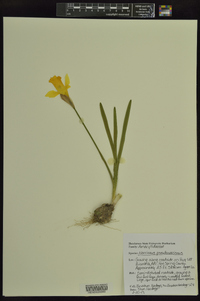 Narcissus pseudonarcissus image