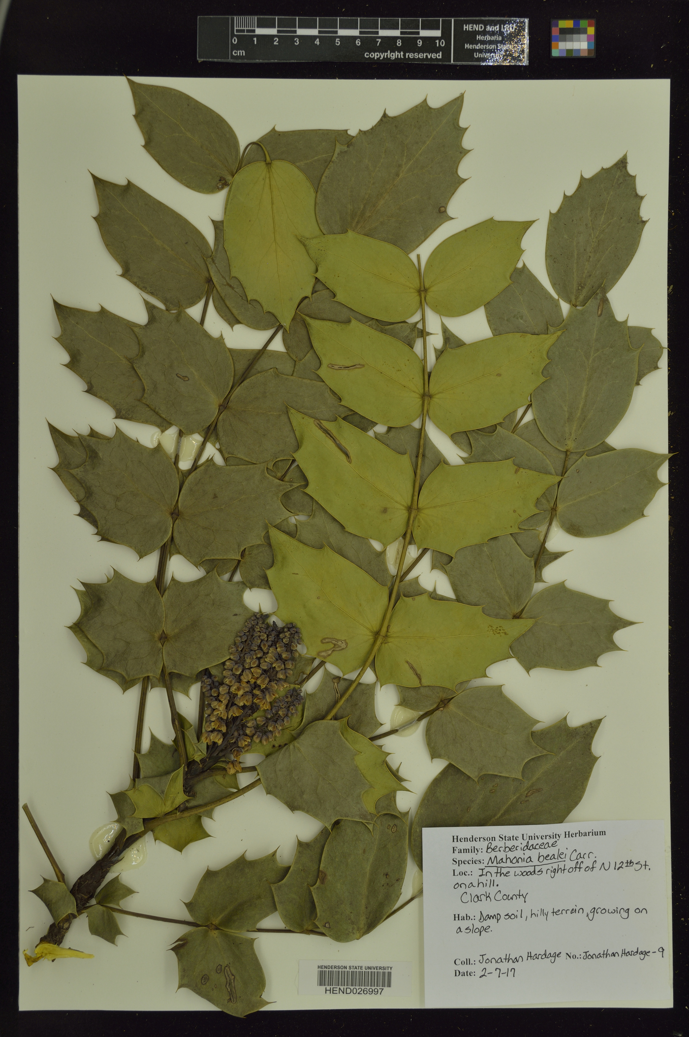 Mahonia bealei image