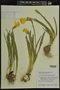 Narcissus pseudonarcissus image