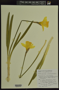 Narcissus pseudonarcissus image