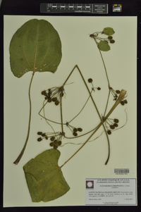 Echinodorus cordifolius image