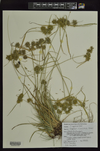 Cyperus croceus image