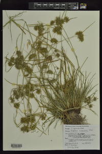 Cyperus croceus image