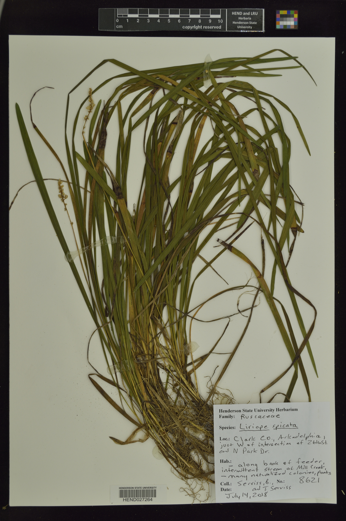 Liriope spicata image