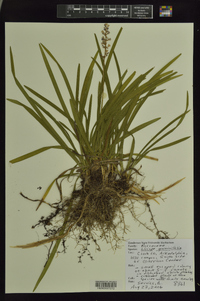 Liriope graminifolia image